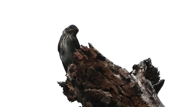 Dark-sided Flycatcher - ML564309521