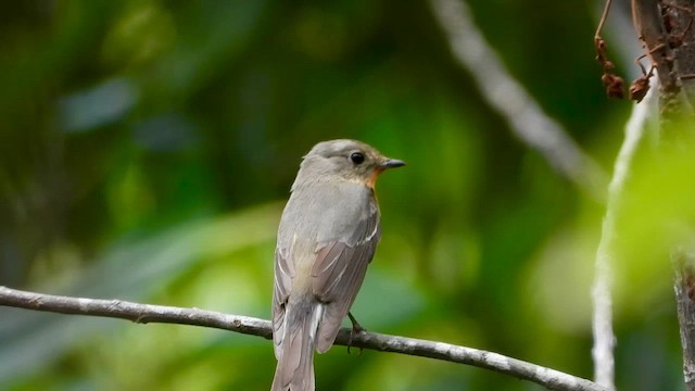 Mugimaki Flycatcher - ML564309551