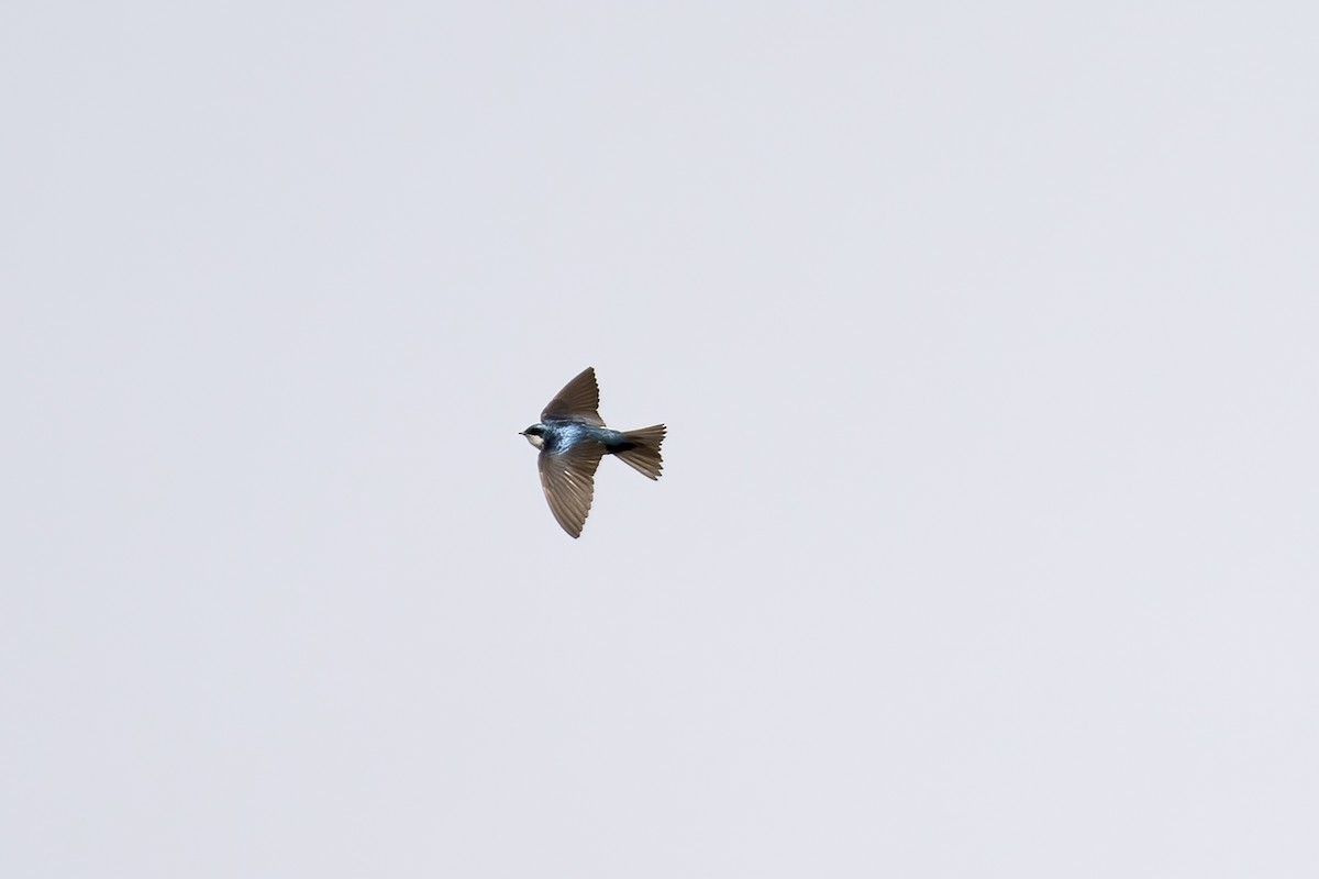 Tree Swallow - ML564309751