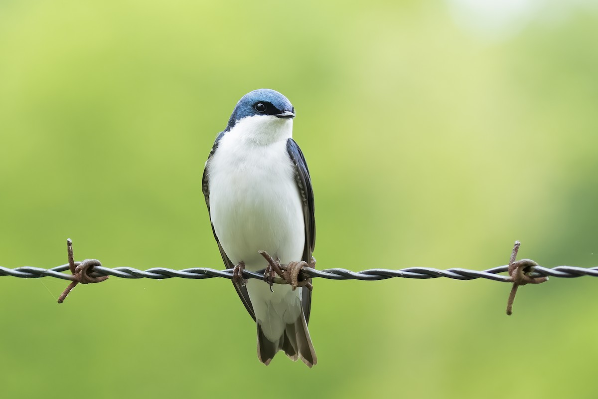 Tree Swallow - Paul Beerman