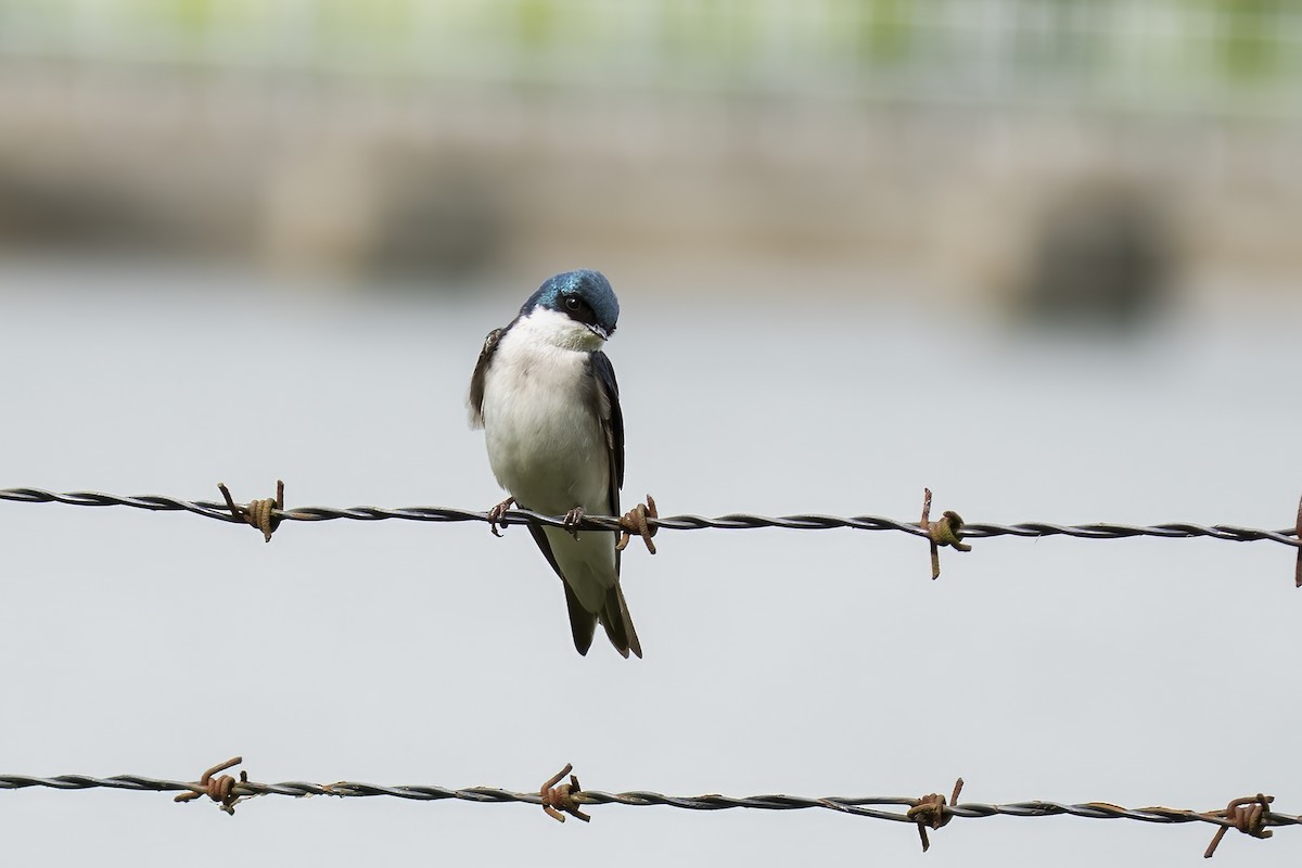 Tree Swallow - ML564309771