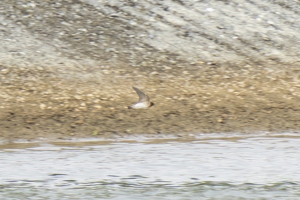 Cliff Swallow - ML564309831