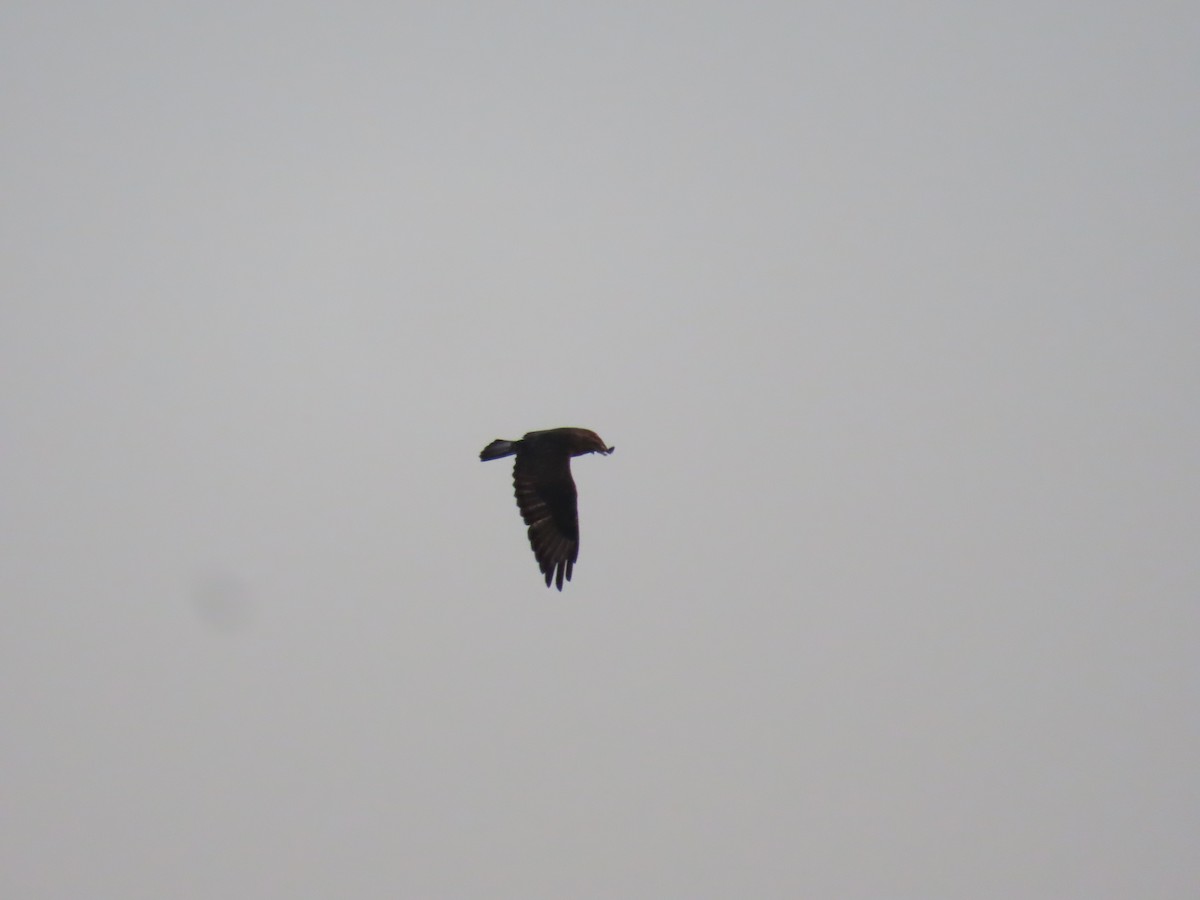 European Honey-buzzard - ML564310021