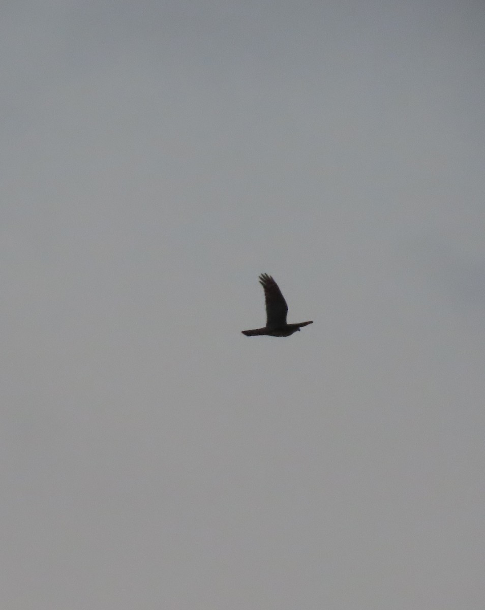 European Honey-buzzard - ML564310181