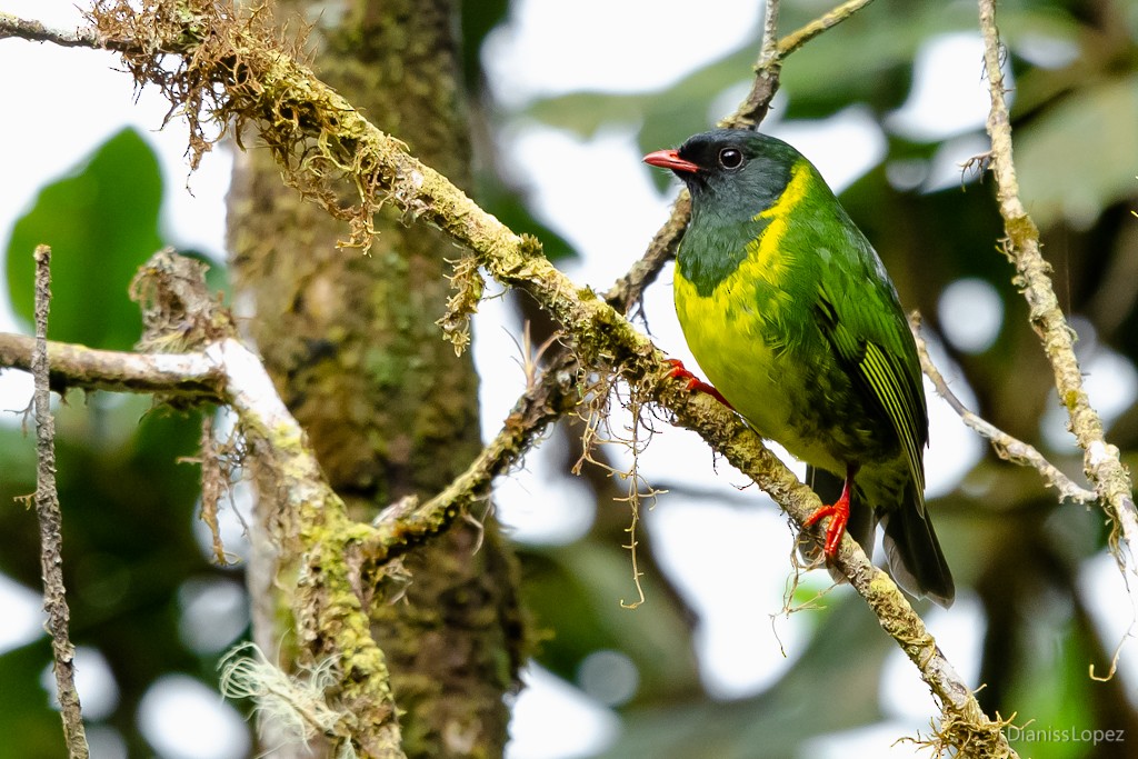 Green-and-black Fruiteater - ML564311391