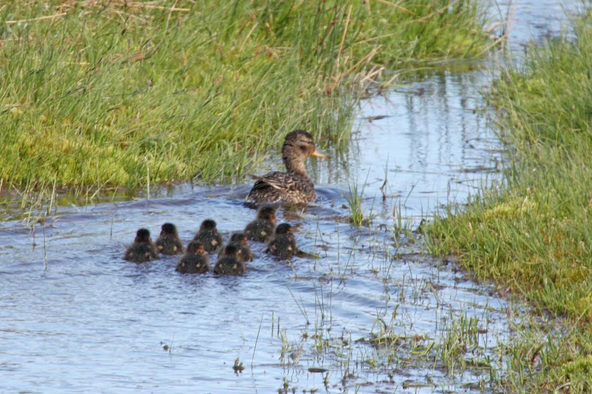 Green-winged Teal (Eurasian) - ML564311571