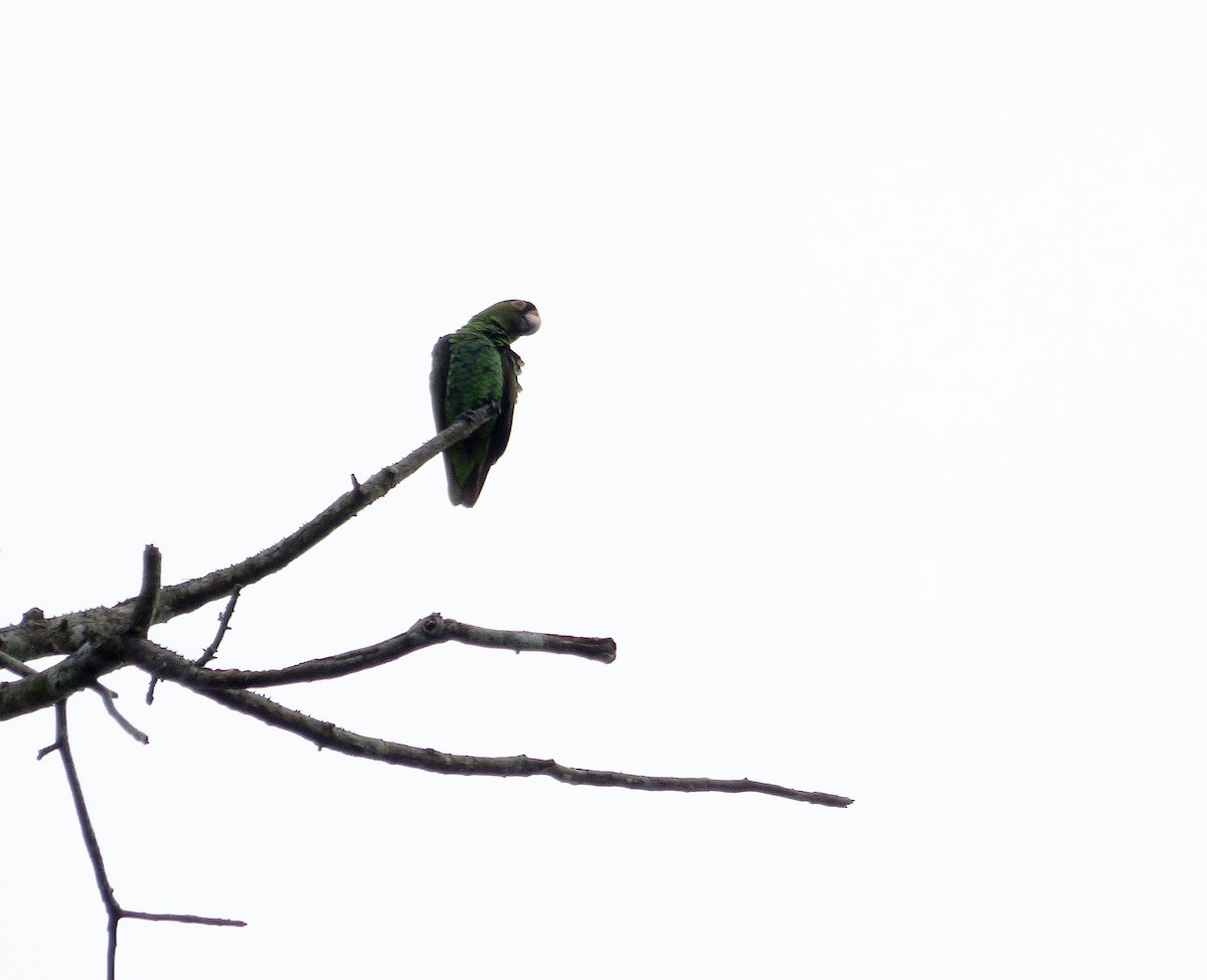 Red-fronted Parrot - Alfonso Rodrigo