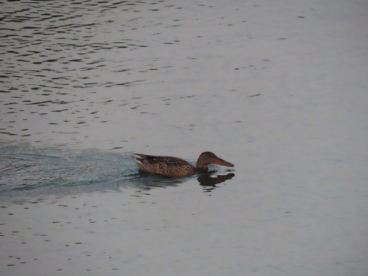 Northern Shoveler - Ute Langner