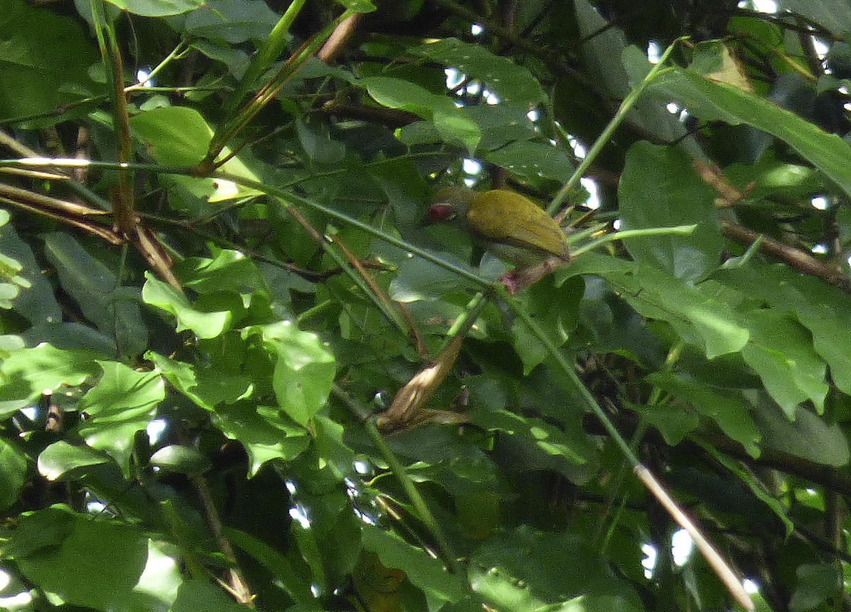 African Piculet - ML564311981