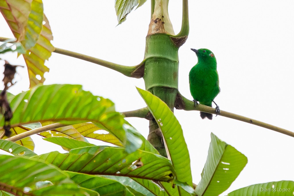 Glistening-green Tanager - Diana López G