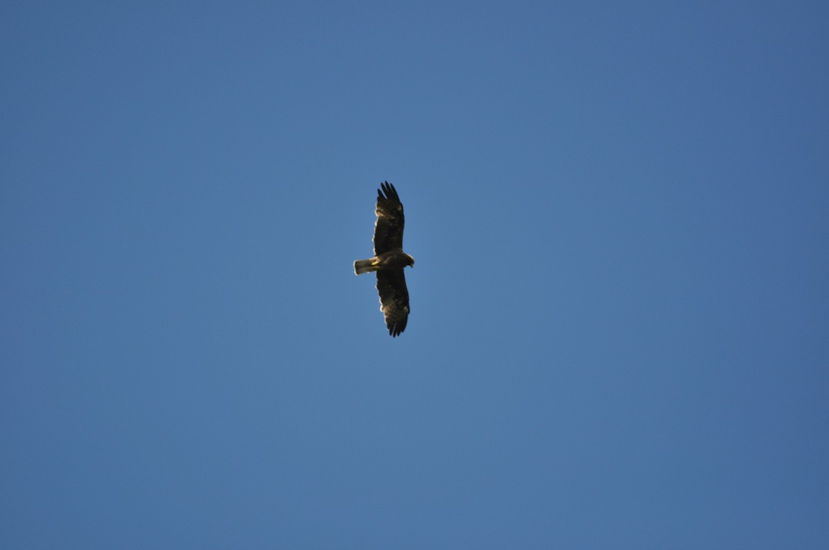 Águila Calzada - ML564312191