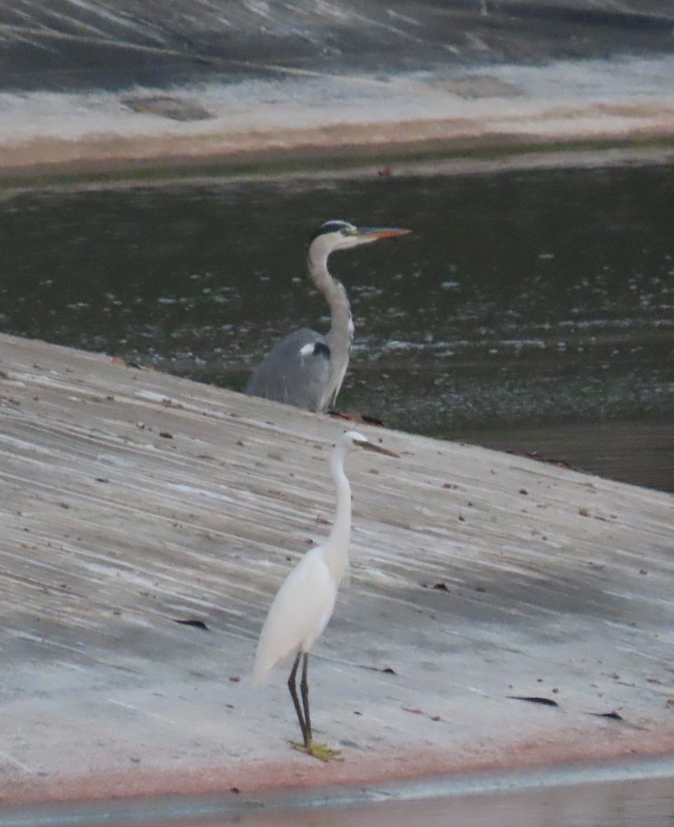 Western Reef-Heron - ML564312481