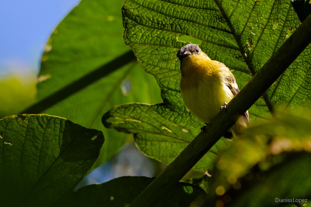 Handsome Flycatcher - Diana López G