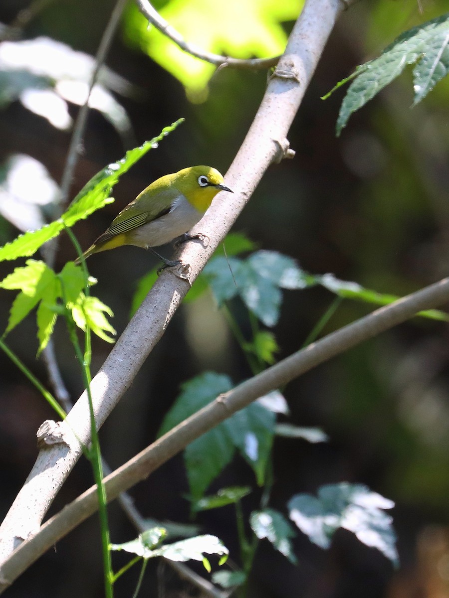 Swinhoe's White-eye - ML564313321