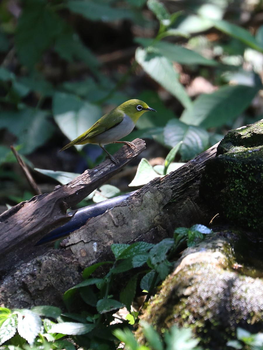 Swinhoe's White-eye - ML564313741