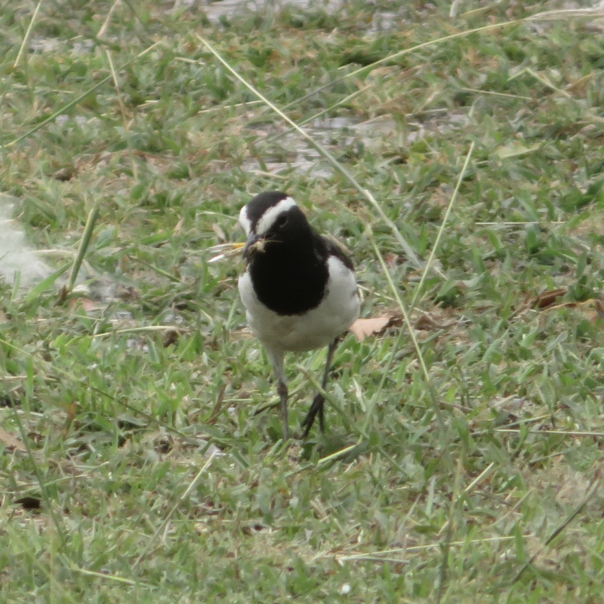 White-browed Wagtail - ML564314001