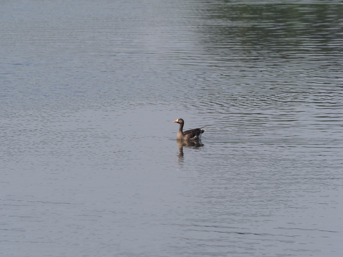 Greater White-fronted Goose - ML564314111