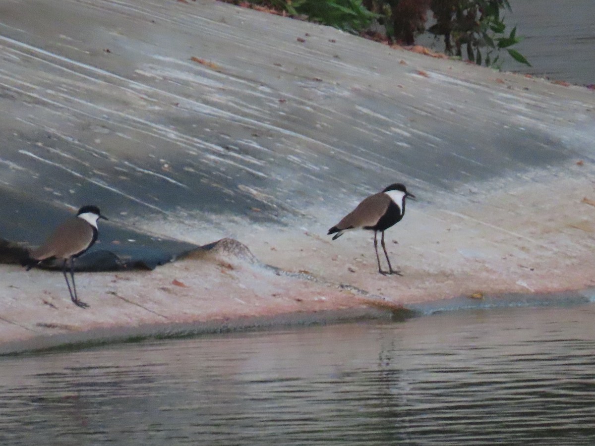 Spur-winged Lapwing - ML564314281