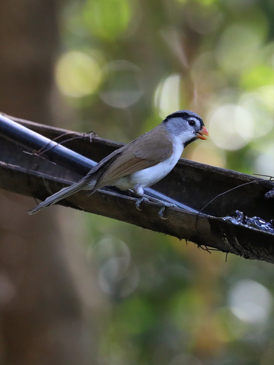 Paradoxornis à tête grise - ML564314391