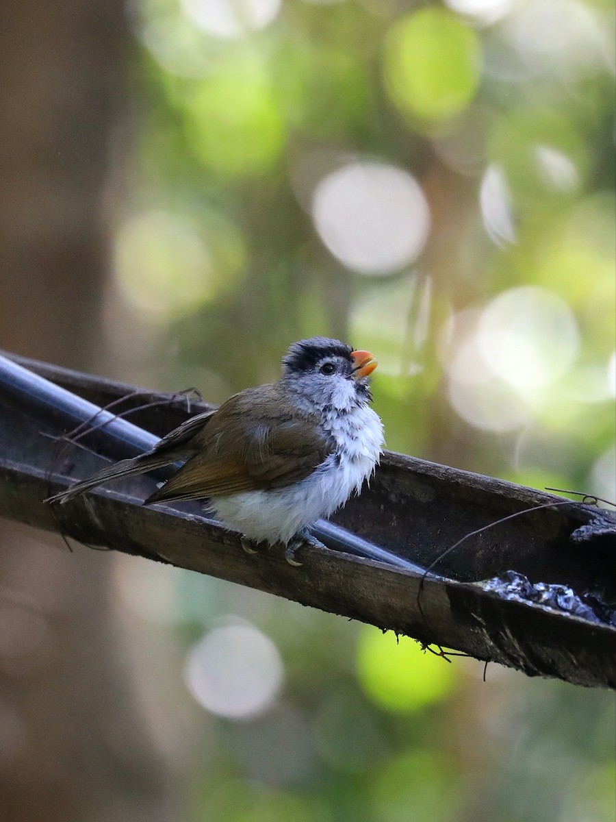 Gray-headed Parrotbill - ML564314401