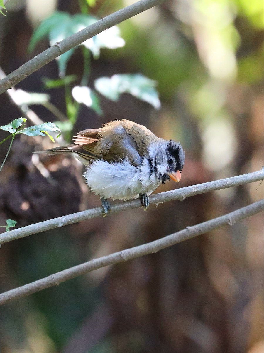 Gray-headed Parrotbill - ML564314411