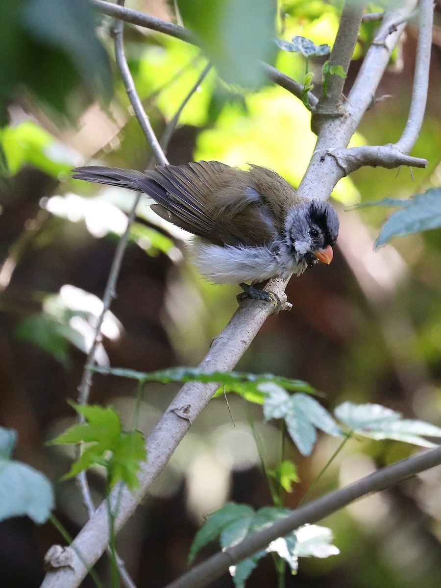 Paradoxornis à tête grise - ML564314421