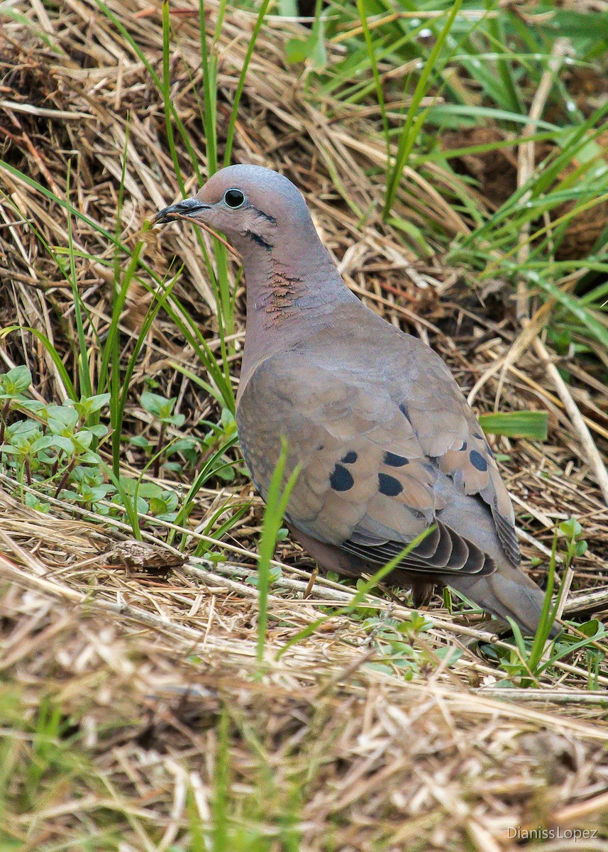 Eared Dove - ML564314711