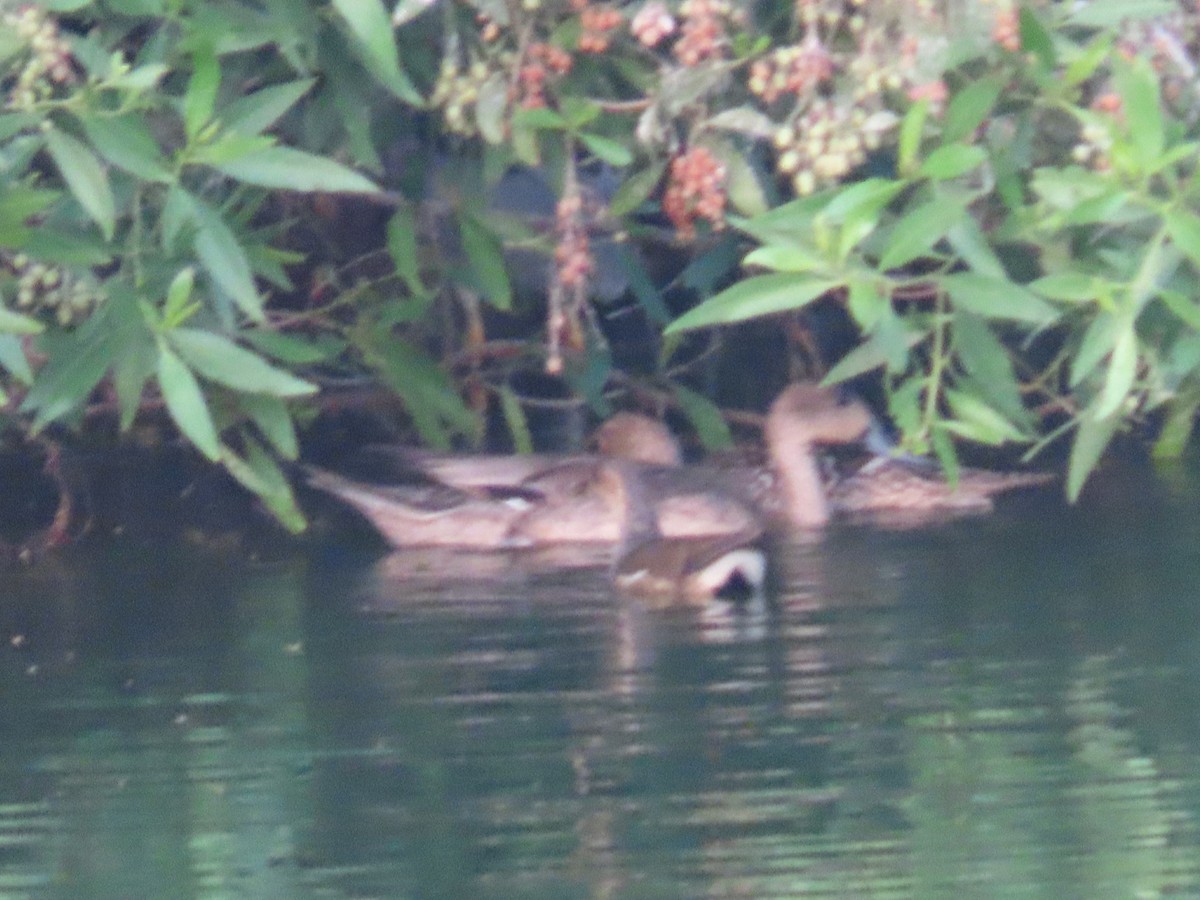 Northern Pintail - ML564314901