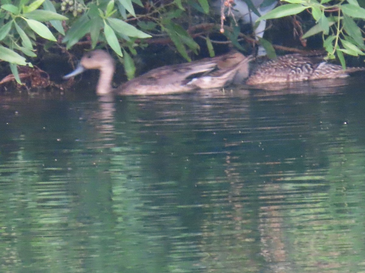 Northern Pintail - ML564314911