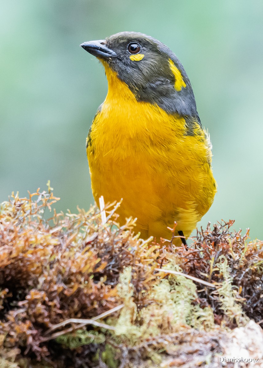 Lacrimose Mountain Tanager - Diana López G