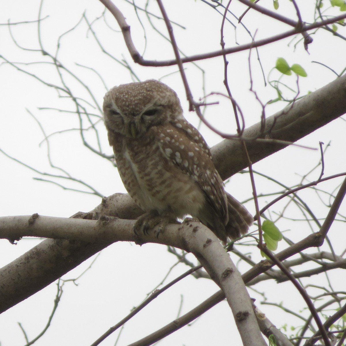 Spotted Owlet - ML564315871