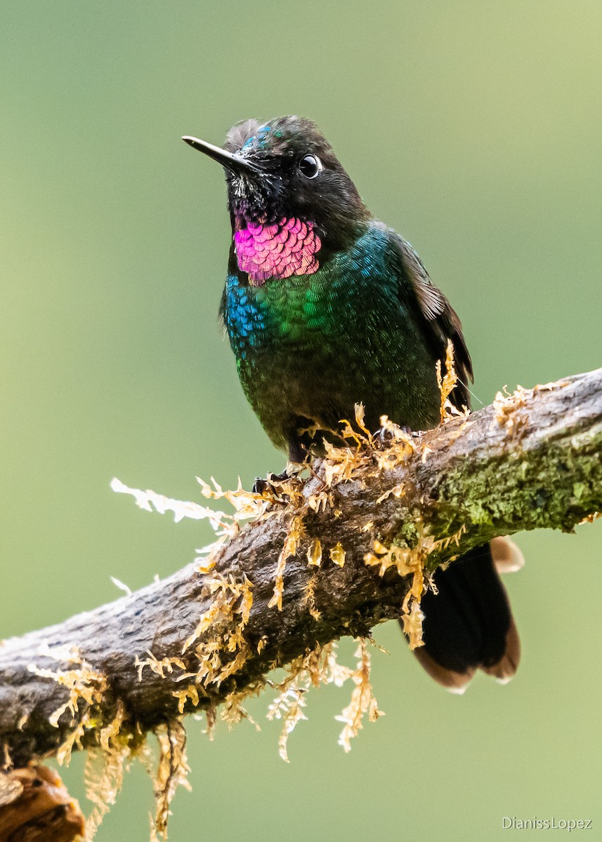 Colibrí Turmalina - ML564316091