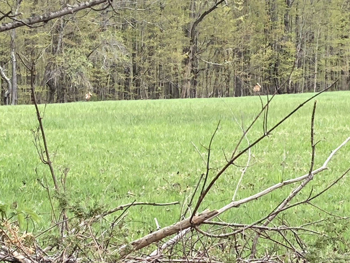 Sandhill Crane - ML564316601