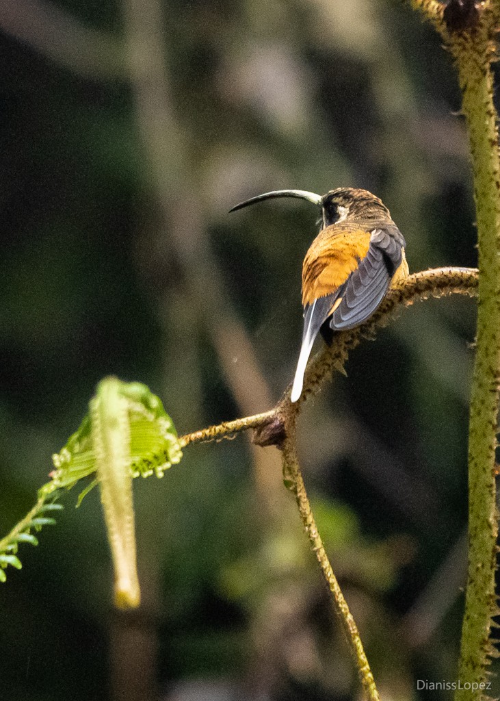 Orangebauch-Schattenkolibri - ML564317211