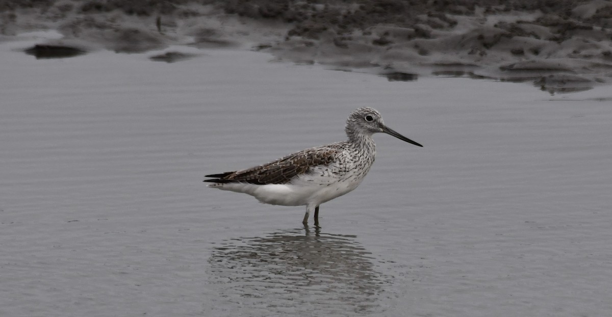 Common Greenshank - 張 俊章