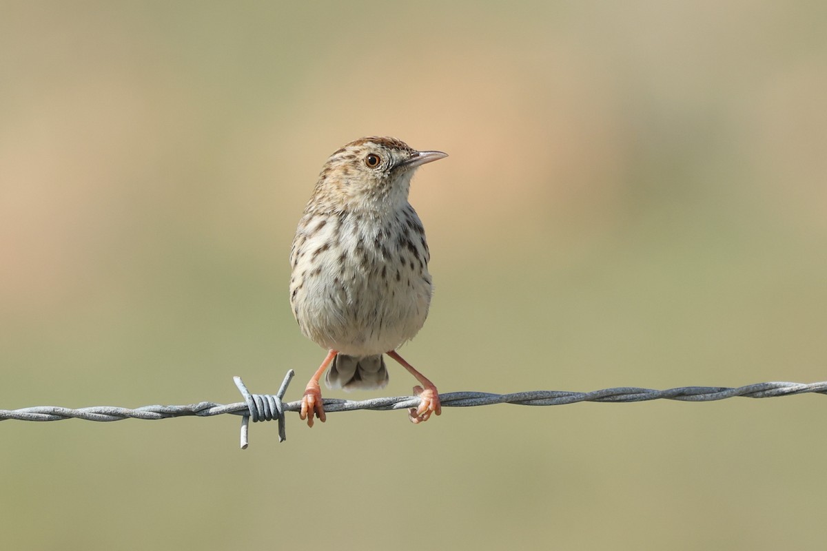 Cloud Cisticola - ML564317711