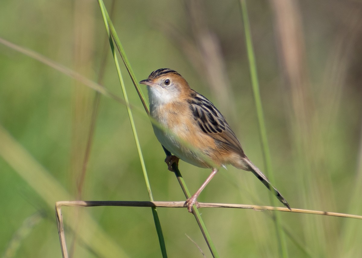 Golden-headed Cisticola - Ben Johnson