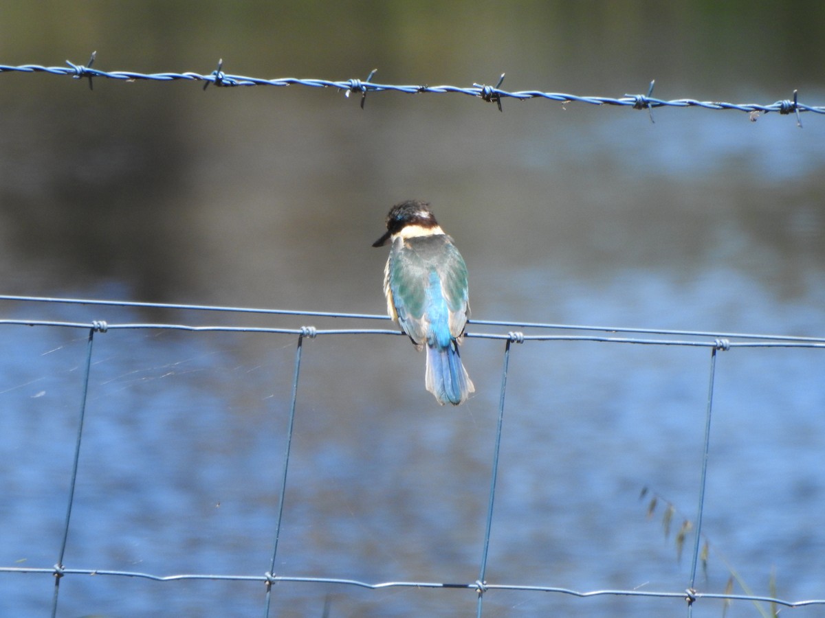 Sacred Kingfisher - DS Ridley