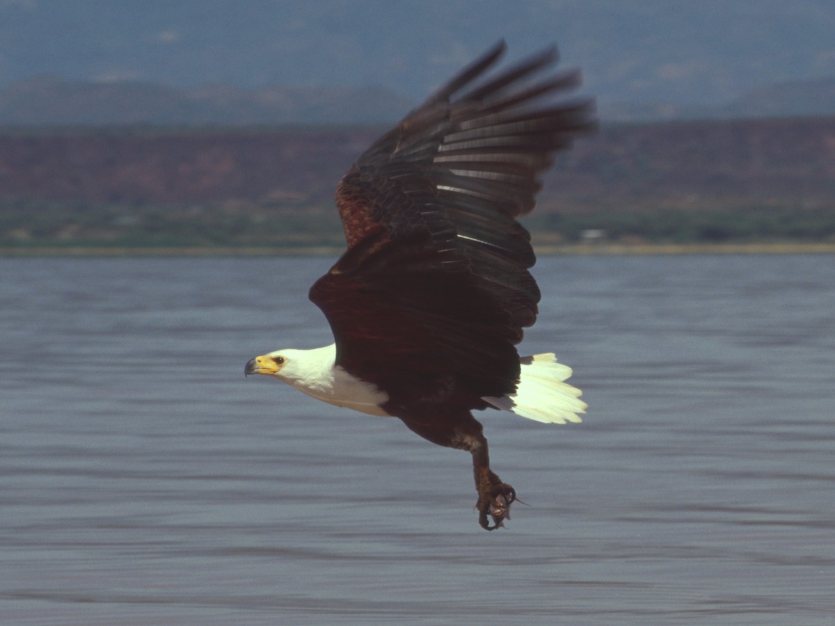 African Fish-Eagle - ML564318421