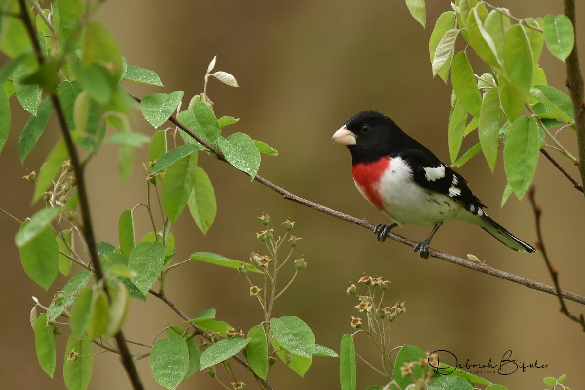 Rose-breasted Grosbeak - Deborah Bifulco