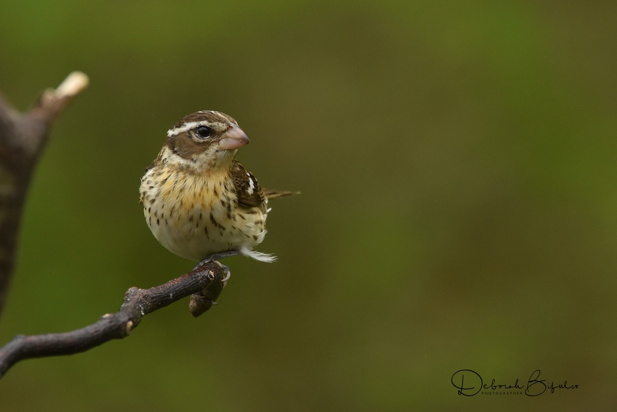 Rose-breasted Grosbeak - Deborah Bifulco