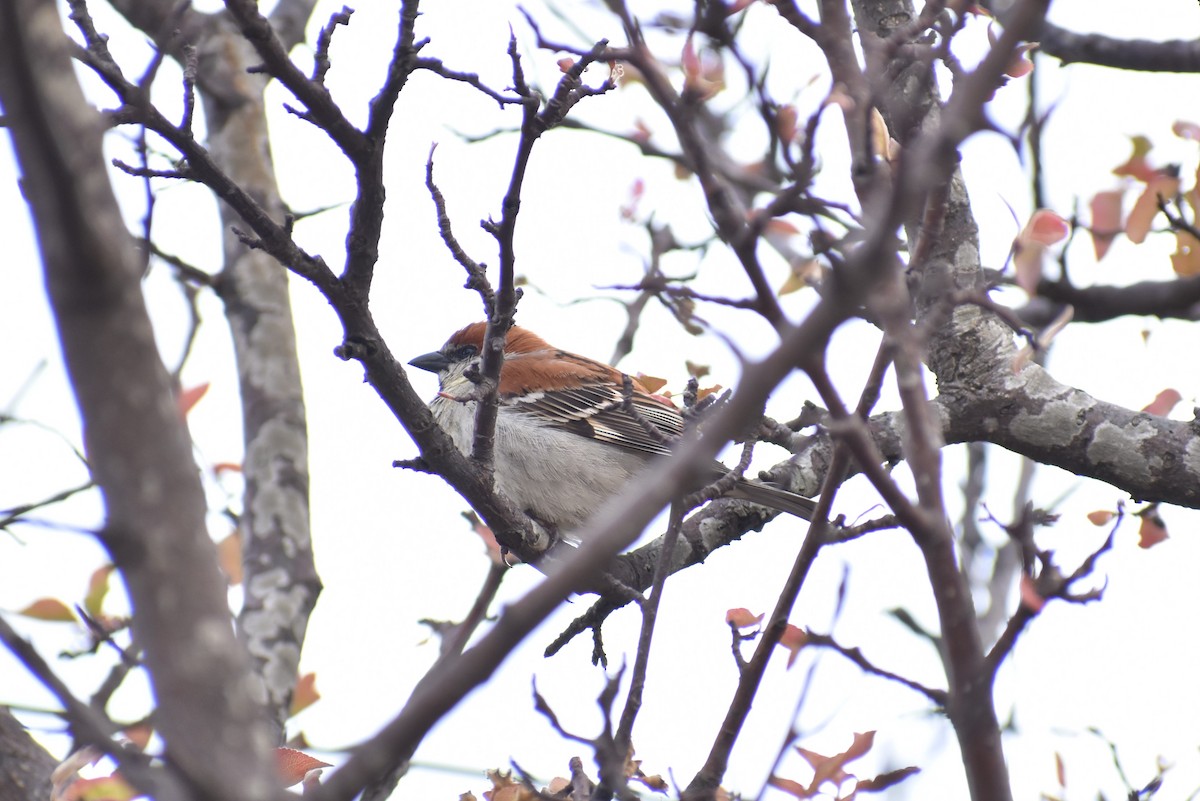 Russet Sparrow - ML564319861