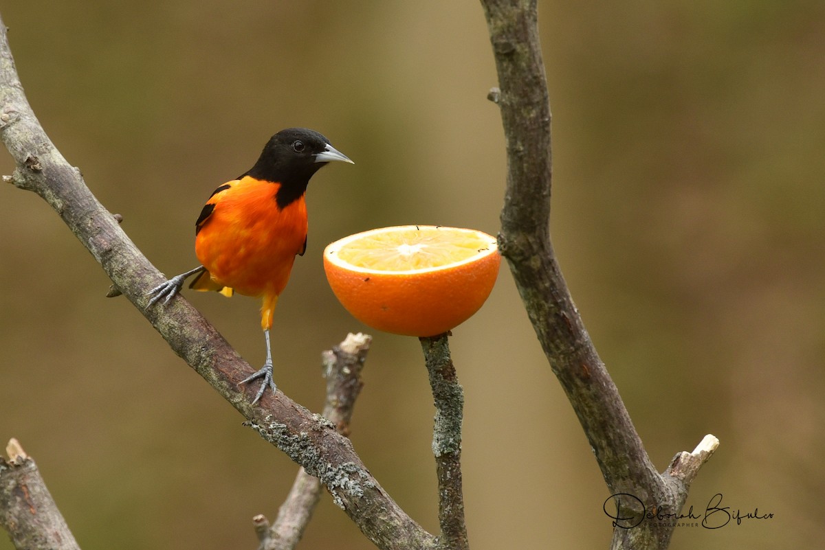 Baltimore Oriole - ML56432001