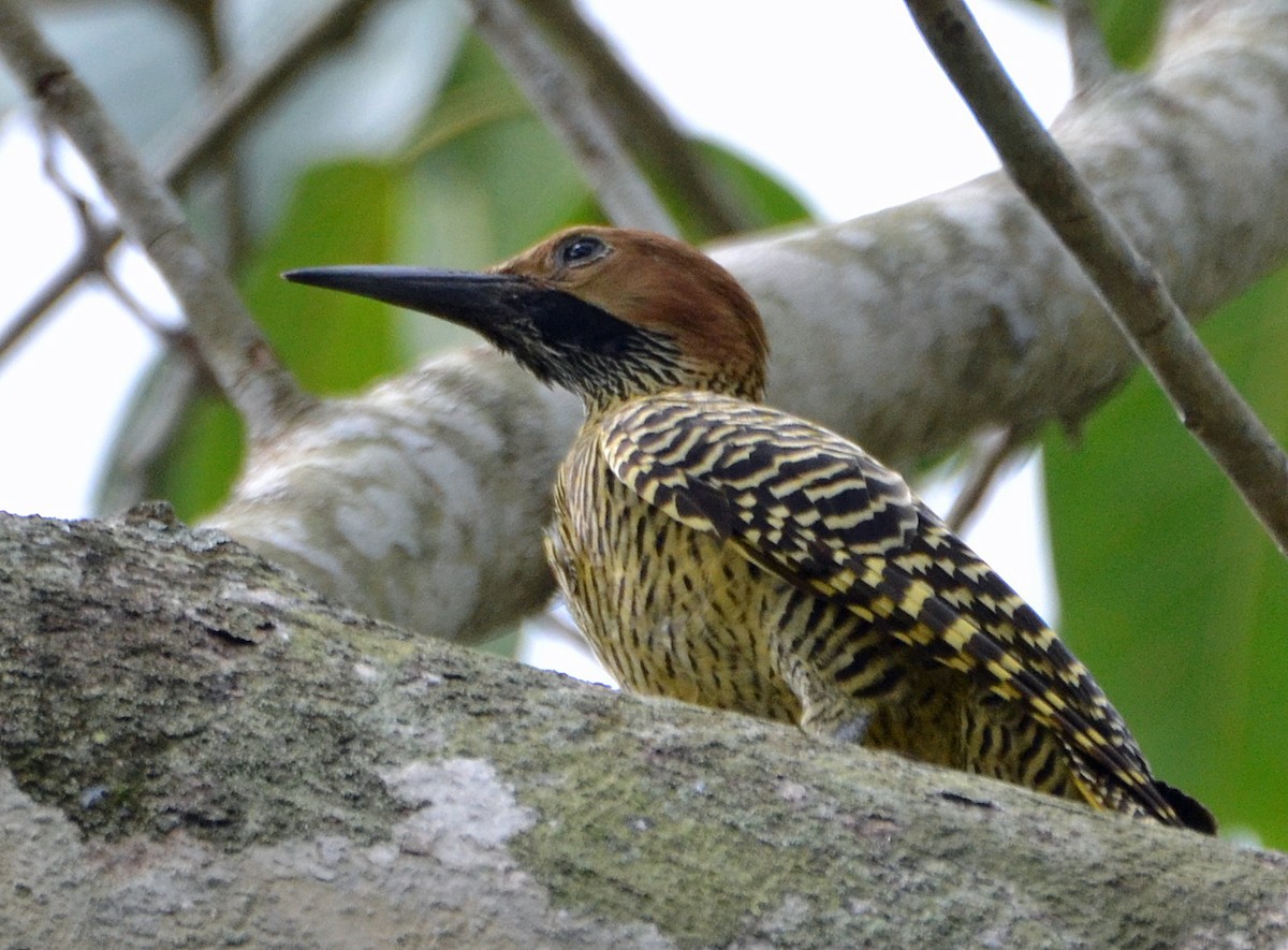 Fernandina's Flicker - ML56432041