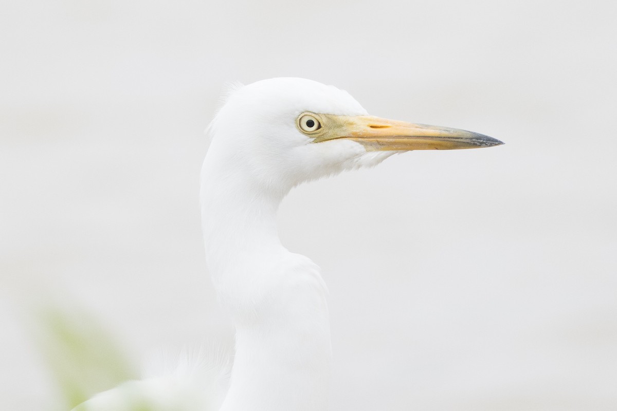 Medium Egret - ML564320771