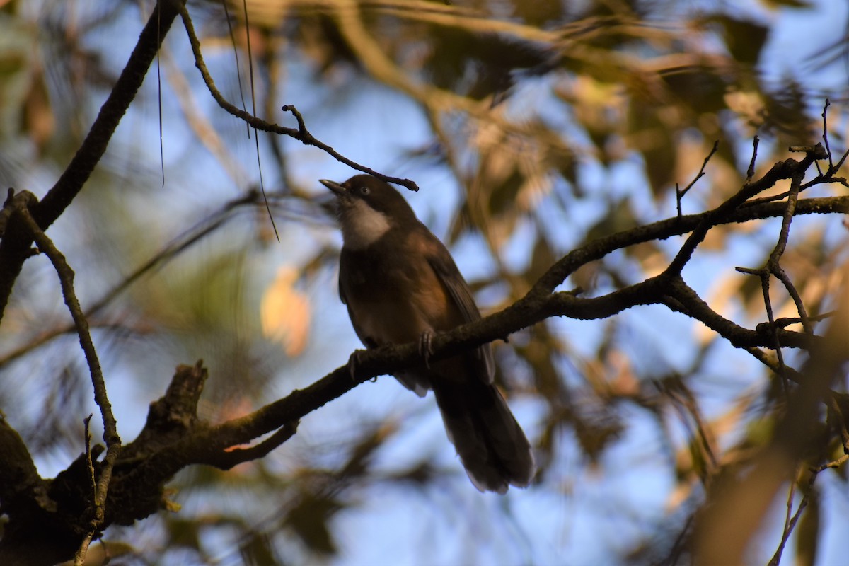 White-throated Laughingthrush - ML564321011