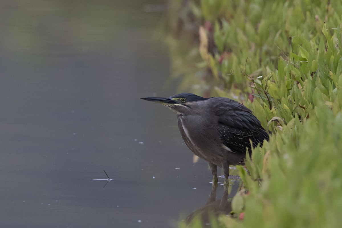 Striated Heron (Old World) - ML564321201