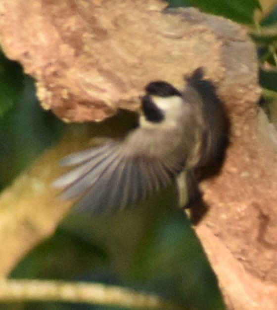 Carolina Chickadee - ML564321971