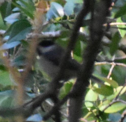 Carolina Chickadee - ML564321981