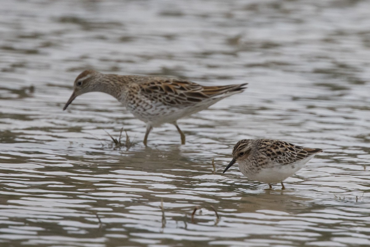 Long-toed Stint - ML564322421